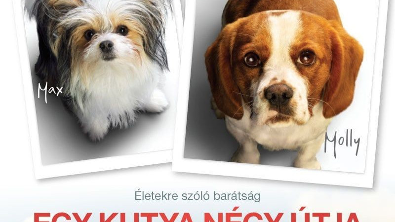 Egy kutya négy útja (12)