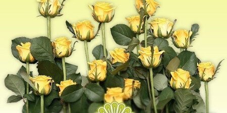 Margaréta Virágszalon